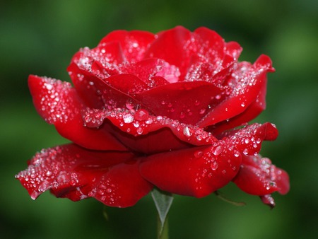 Red rose - beauty, water drops, red, rose, flower, red rose