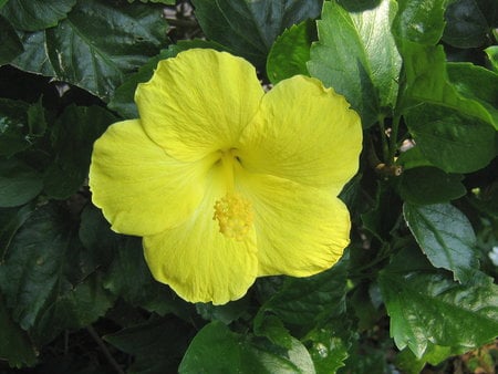 FOR YOU YELLOWFOREVER FROM KATE - a, hibiscus, flower, gorgeous