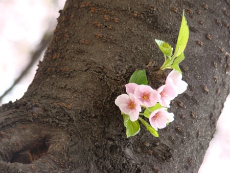 spring flowers - tree, flowers, pink, spring