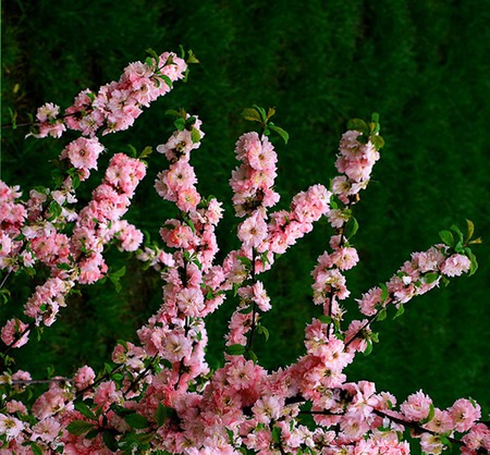 pink branches - nature, branches, pink, green, spring