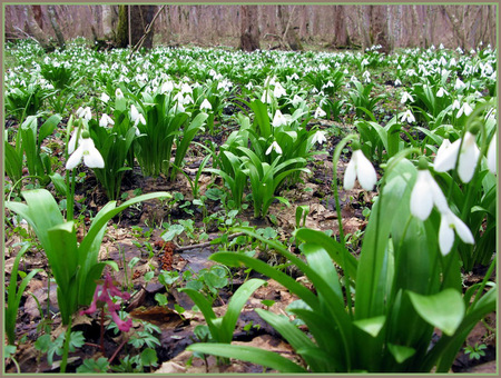 snowdrops - nature, forest, snowdrops, flowers, spring