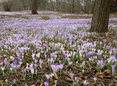 crocus - nature, purple, crocus, forest, flowers