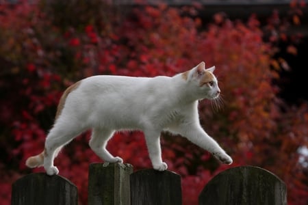 Cat - white, trees, animals, cats