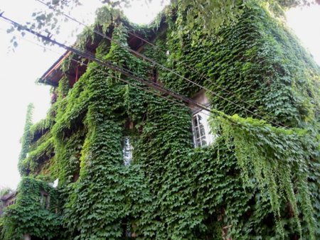 Green House - sofia, old, photo, city, photography, house, bulgaria, green