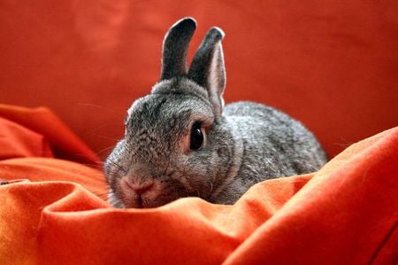 Bunny - black, bunny, animals, red