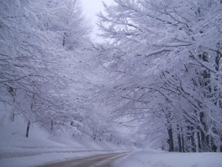 Winter - trees, winter, photography, road, snow, photo, tree, path, white, nature, cold, bulgaria