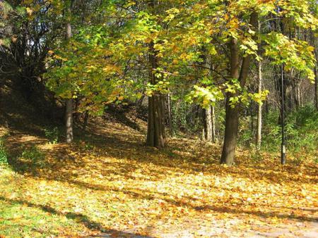 Autumn Beauty - fall, photo, shadows, leaves, yellow, sun, gold, photography, bulagaria, tree, trees, nature, park, autumn, green