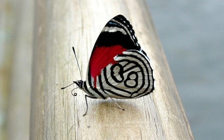 Fluturasul - withe, black, beautiful, red, butterflies