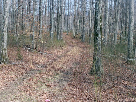 Landspot - spring, woods, nature, trail