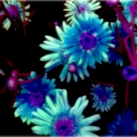 Daisies Blue & Purple