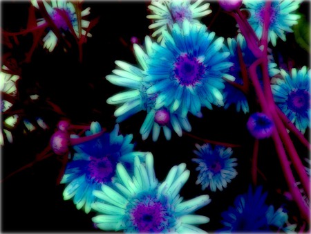 Daisies Blue & Purple - purple, daisies, and, blue