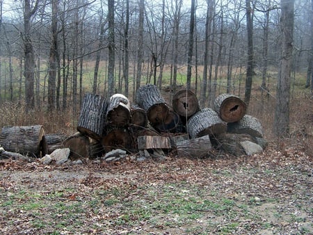 Last of The Winter Wood - forests, nature, woods, timber