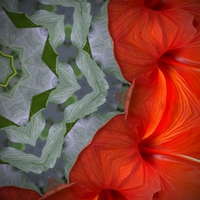 Hot Orange Hibiscus Flowers