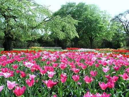 Spring carpet - flowers, trees, gree, carpet, spring, pink