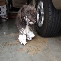 The Snow Terrier