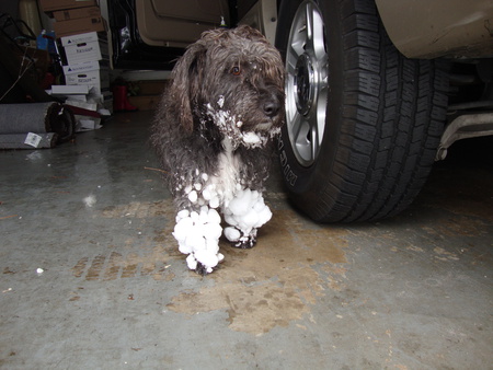 The Snow Terrier - nature, dogs, terriers, snow, animals