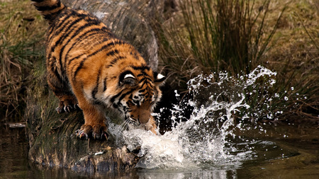 Fishing - water, tiger, nature, fishing