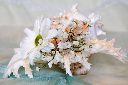 seashell still life - white, beautiful, flowers, seashell, still life