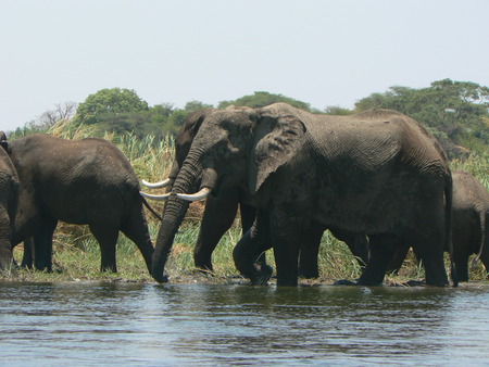 Elephant Walk - walking, water, swimming, elephants