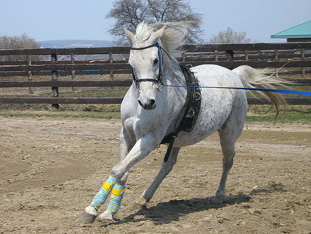 The White Run - horses, white horses, animals, animals running, baby horses