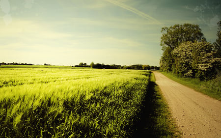 Beautiful Nature - fields, sky, trees, road, nature, clouds, beautiful, green, grass