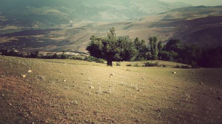 Fields - beautiful, fields, trees, nature, grass