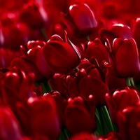 Red tulips