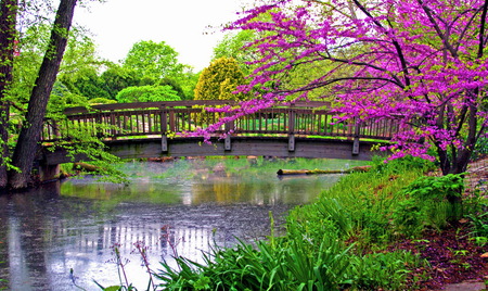 Cross over - gree, tree in bloom, trees, river, grass, plants, bridge