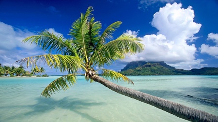 Bora, Bora - ocean, palm trees, beach, water, mountains, vacation, clouds, beautiful, sand