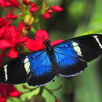 Longwing