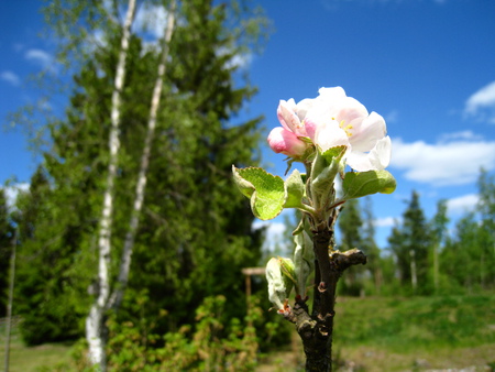 Applebloom - sky, trees, clouds, grass, flower