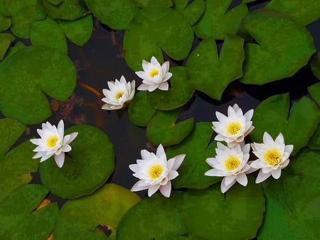 cute-white-lotuses - white, beauty, nature, lotuses, water, teratai, flowers, cute