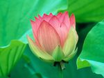 Lovely-Lotus-Flower