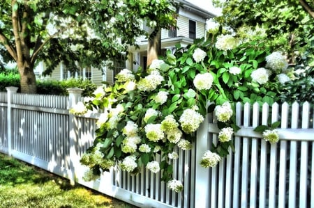 beautiful fence - flowers, house, white, beautiful, fence, hydrangea