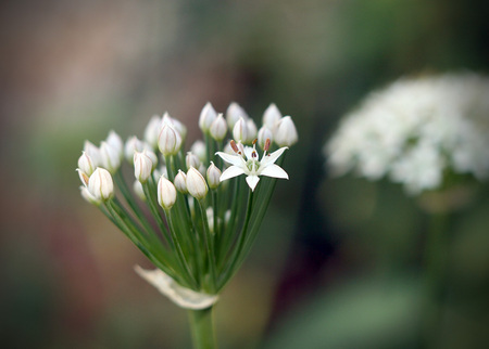 white 3d - white, beauty, flowers, blure, 3d, nature