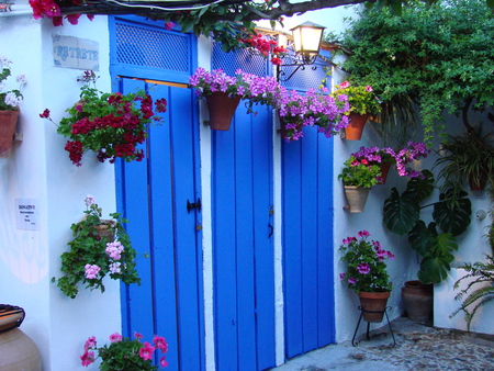 flowers - courtyard, flowers, wall, blue door