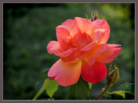 Rose - nature, beauty, red, rose, flower