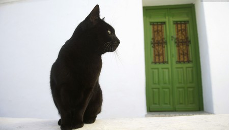 green door - sitting, cat, green door, beautiful, black