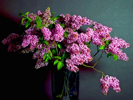 Lilacs for Mom - pink, flowers, vase, lilacs, green