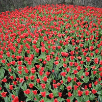 Lots of Tulips