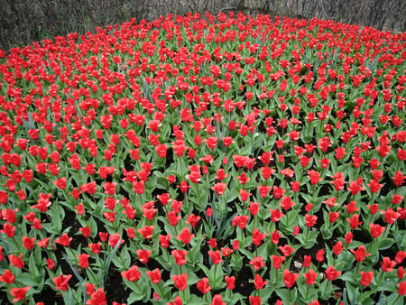 Lots of Tulips - tulips, green, leaf, red