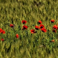 RED CORNS POPPY FLOWERS