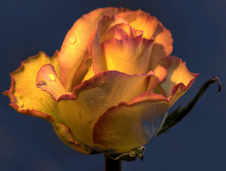 Rose - roses, flowers, yellow, nature