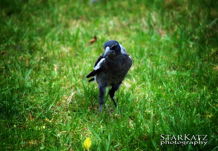 Youth - bird, baby, beautiful, starkatz, yellow, grass, elegant, leaf, magpie, birds, green