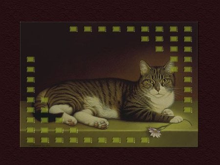 My beautiful new cat - maine coon cat, cat, wallpaper, buttercup flowers, flowers