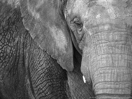 Black and White Elephant - black, white, elephant, and