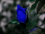 BLUE ROSE BUD