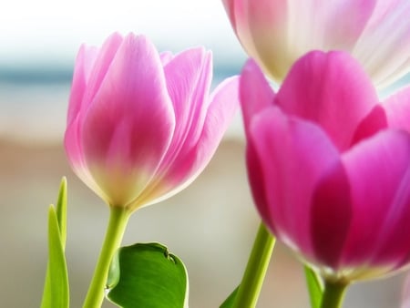 Tulips - flowers, tulips, purple, beautiful tulips, beauty, spring, pink