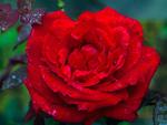 Red rose