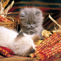 Cute Kitty's